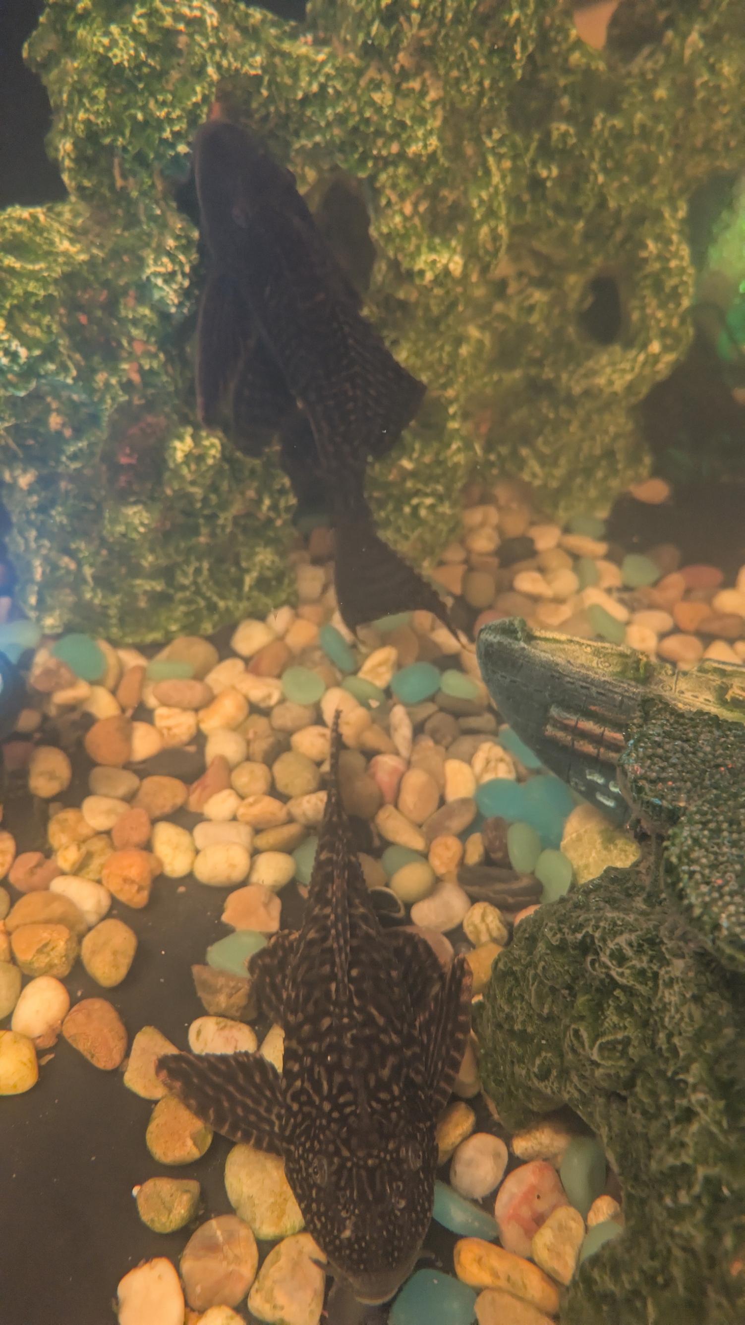 Aquarium Maintenance