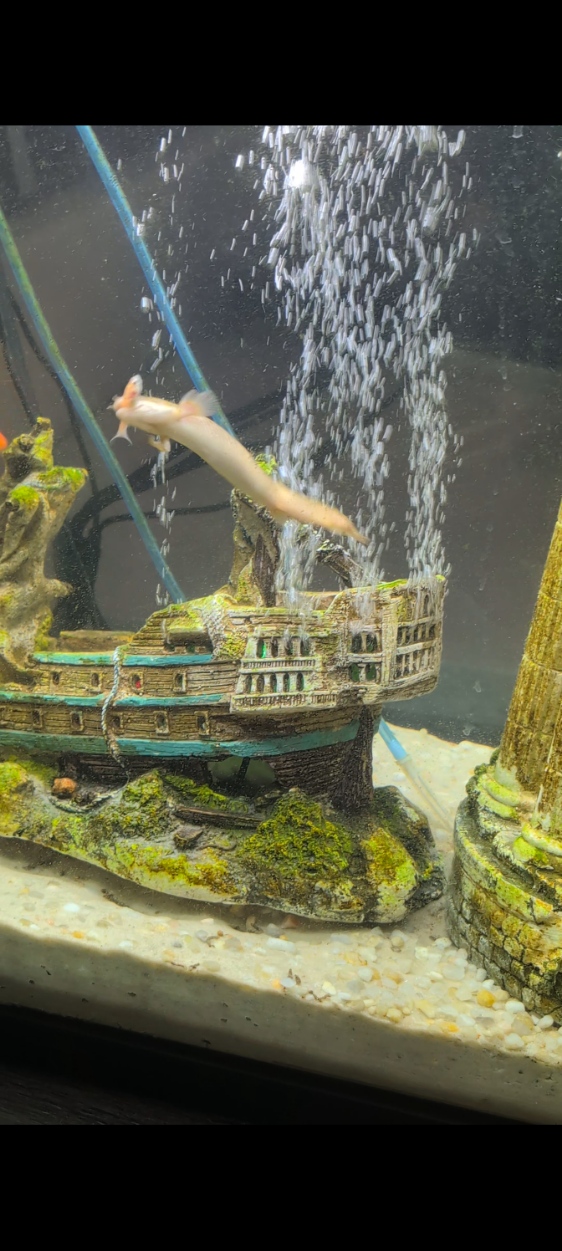 Beautiful Aquarium Transformation